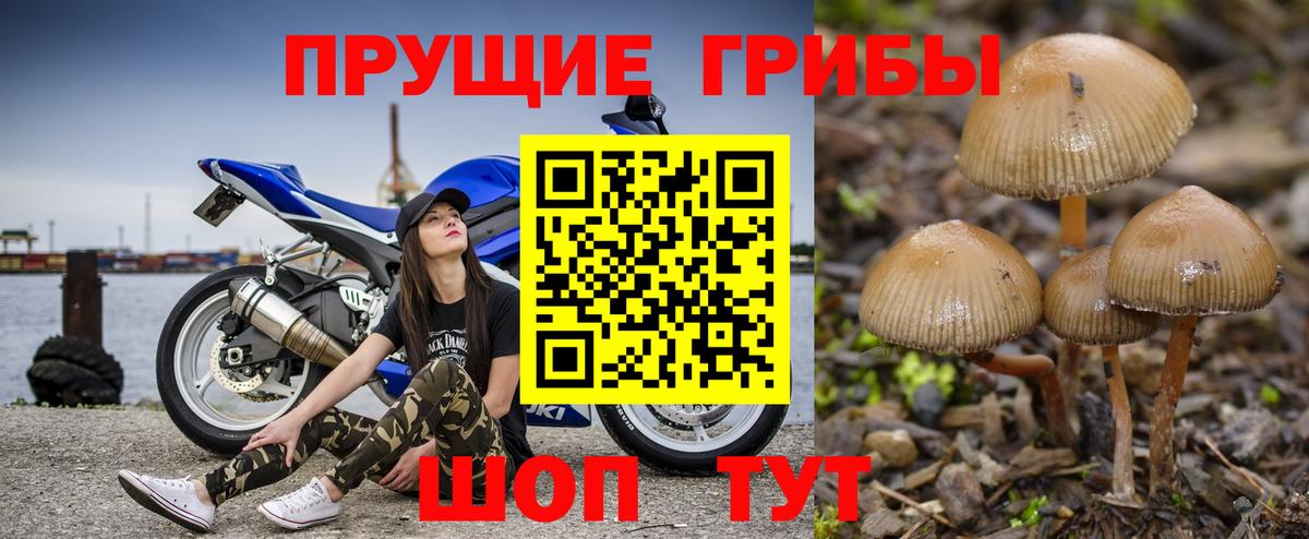 Галлюциногенные грибы прущие грибы Белгород